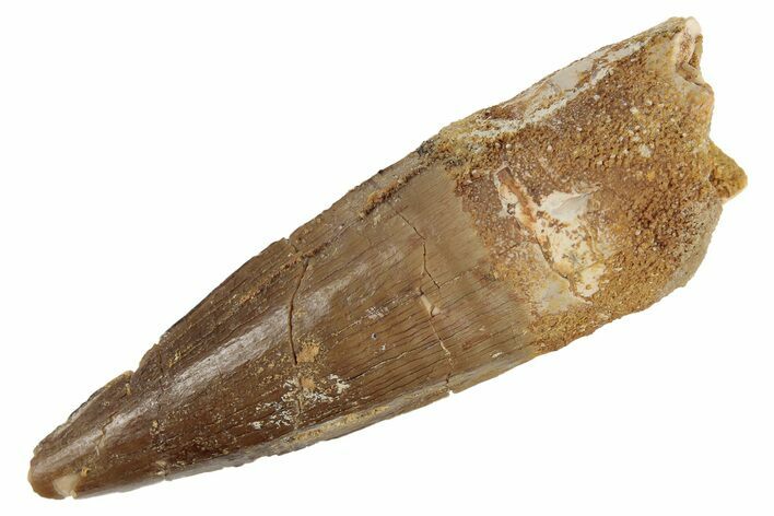 Spinosaurus Tooth - Real Dinosaur Tooth #189468